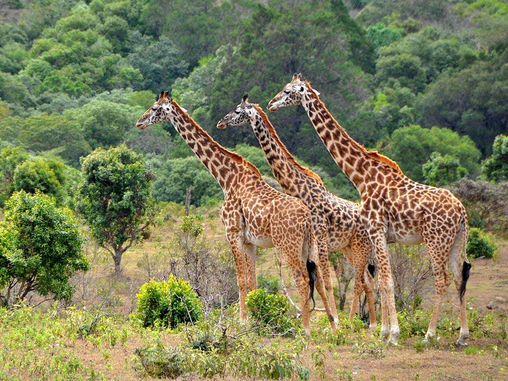 What Makes a Lake Eyasi Cultural Visit Special