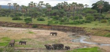 Why Tarangire National Park Deserves More Attention