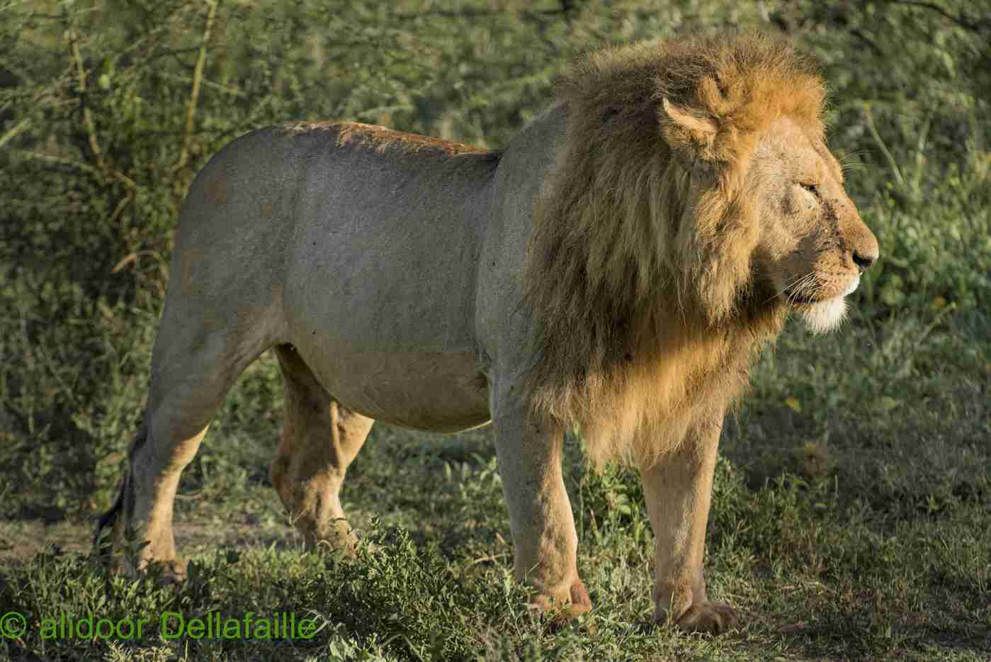 When to Visit Serengeti for the Great Migration