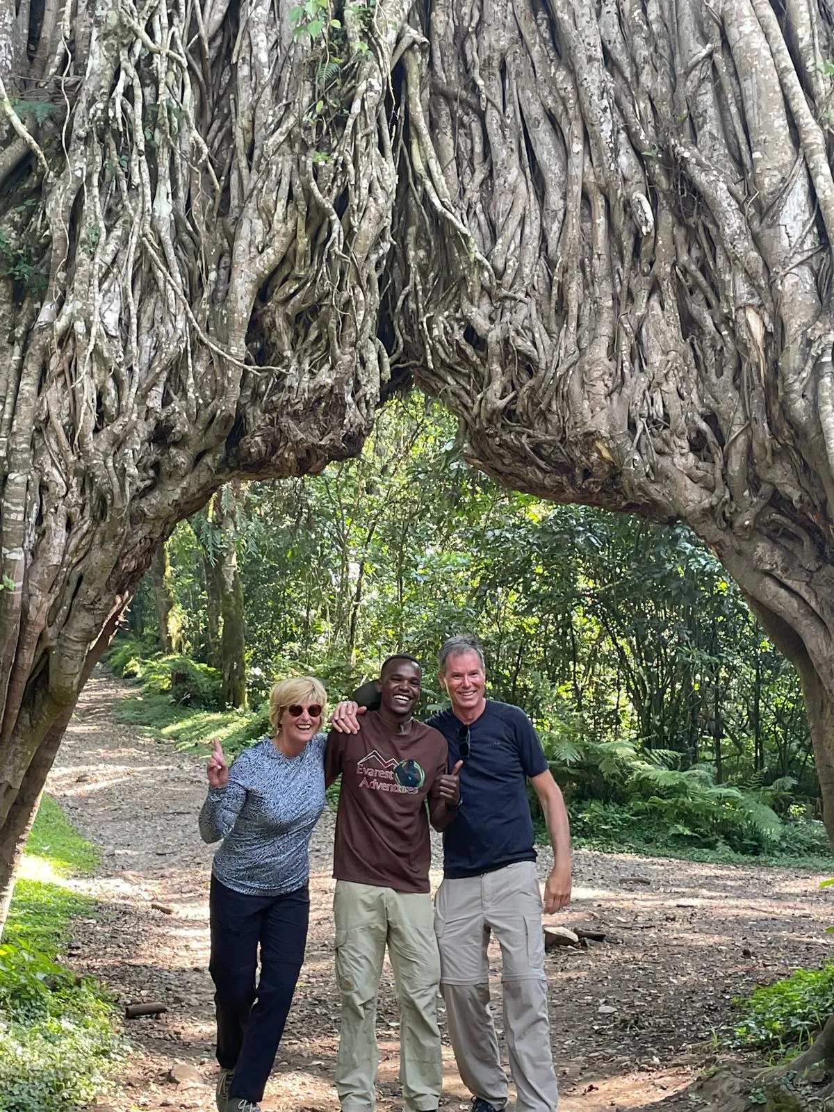 Fig tree at Mt.Meru