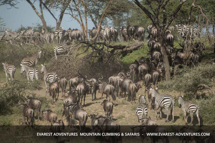 5-Day Tanzania Elsewhere Safari