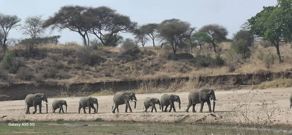 TANZANIA MIGRATION SAFARI (Ndutu, Serengeti and Ngorongoro Crater)