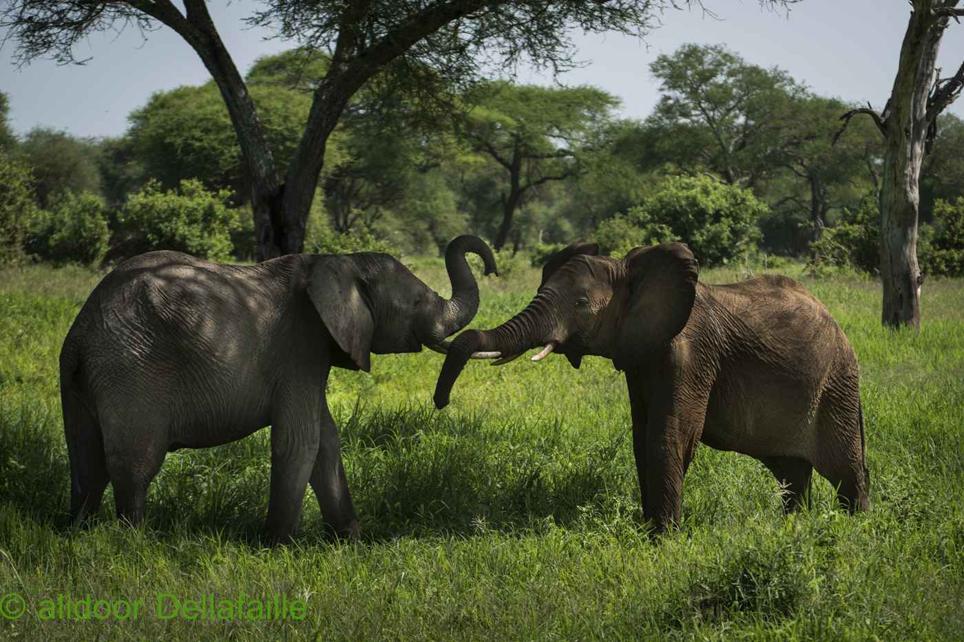 4-Day Northern Circuit Safari (Tarangire, Ngorongoro, Lake Manyara & Karatu)