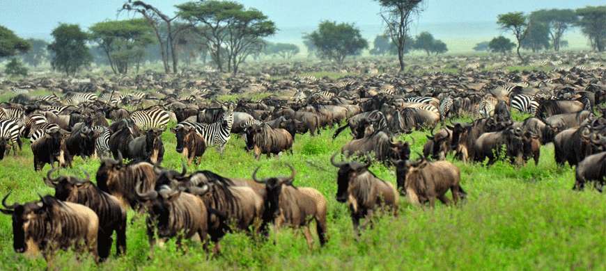 Wildebeest and zebra gathered on safari in Tanzania during AFCON 2027